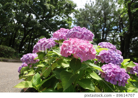 Hydrangea after the rain in Kiso Sansen Park 89614707