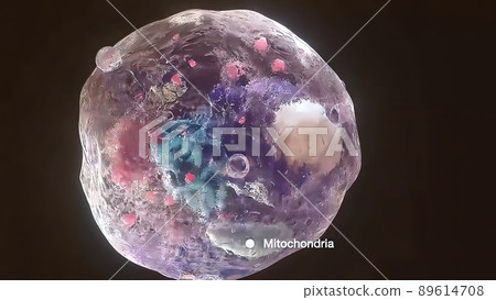 Cell structure and components, mitochondria, nucleus and cytoplasm Cell structure and components, mitochondria, nucleus and cytoplasm 89614708