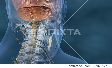 Human heart, Human heart model, Full clipping path included, Heart Anatomy, 89614749