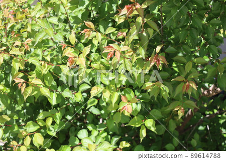 Spring garden plum Spring garden plum 89614788