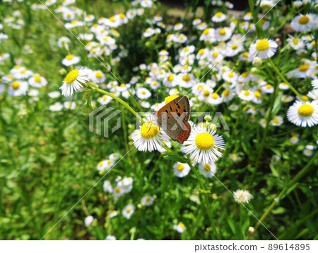 Lycaena phlaeas Lycaena phlaeas 89614895