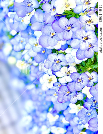 Viola Viola 89614913