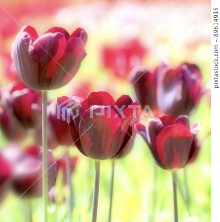 Chic tulip Chic tulip 89614915