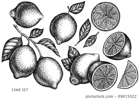 Citrus vintage vector illustrations collection. Black and white lime. Citrus vintage vector illustrations collection. Black and white lime. 89615022
