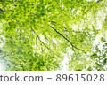 Fresh green forest 89615028