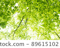 Fresh green forest 89615102