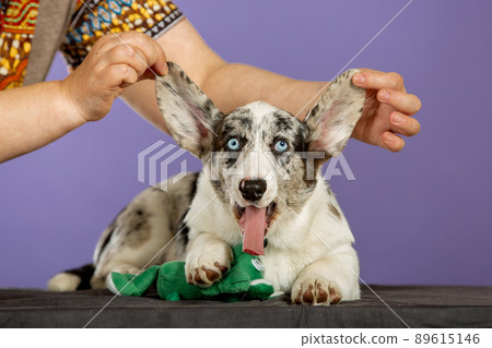 Marble color Welsh corgi puppy in studio Marble color Welsh corgi puppy in studio 89615146