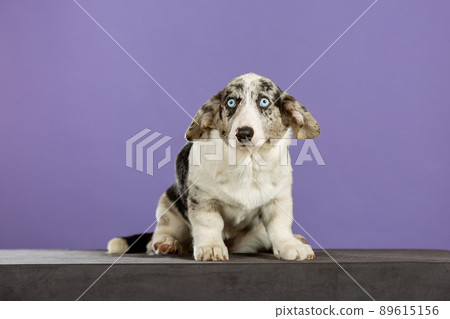 Marble color Welsh corgi puppy in studio Marble color Welsh corgi puppy in studio 89615156