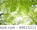 Fresh green forest 89615212