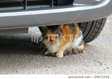 印花布貓、白茶、黑、混血貓 89615289