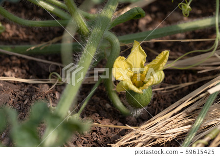 Female flower of watermelon 89615425