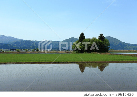 福井縣小野市，貓島部分轉移到稻田 89615426