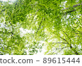 Fresh green forest 89615444
