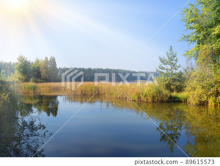 Trees by the lake in forest Trees by the lake in forest 89615573