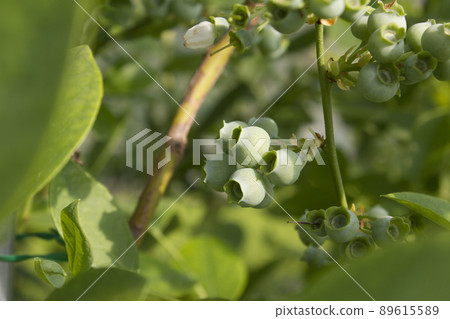 藍莓 藍莓 89615589