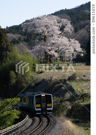 Totsube cherry blossoms and Suigun line train Spring scenery 89615859