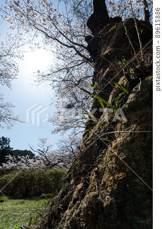 Sakura of Yamatsuriyama Spring scenery Sakura of Yamatsuriyama Spring scenery 89615886