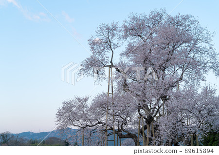 Cherry blossoms in Totsube Spring scenery 89615894