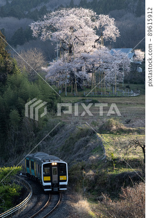 Totsube cherry blossoms and Suigun line train Spring scenery 89615912