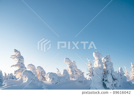 Snow fir on crest of hill under blue sky. Trees are completely covered with frost and look like bowed figures. Coniferous forest on sunny winter morning 89616042