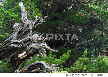 Old tree trunks in dark forest after storm. Branches dried up and covered with moss, formed impassable thicket. Difficulty moving in wild nature 89616052