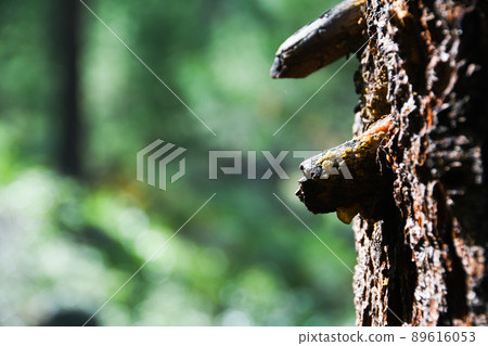 Part of old tree trunk in selective focus against background of forest in blur, copy space for text. Part of old tree trunk in selective focus against background of forest in blur, copy space for text. 89616053