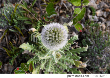 Mordovnik is spherical on stony soil. Echinops sphaerocephalus with green leaves and fluffy bud. Desert plants in steppe. Small amount of moisture for survival of succulents. 89616058