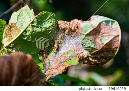 Bird cherry moth on green branches. Leaves withered, curled up and covered with cobwebs. Diseases of berry trees. Harmful insects deprive garden of harvest. Bird cherry moth on green branches. Leaves withered, curled up and covered with cobwebs. Diseases of berry trees. Harmful insects deprive garden of harvest. 89616059
