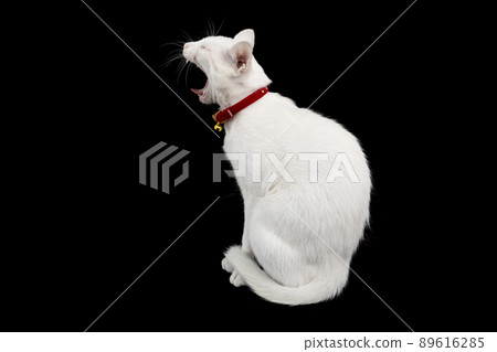 beautiful and gorgeous white cat with red eye color on white background 89616285