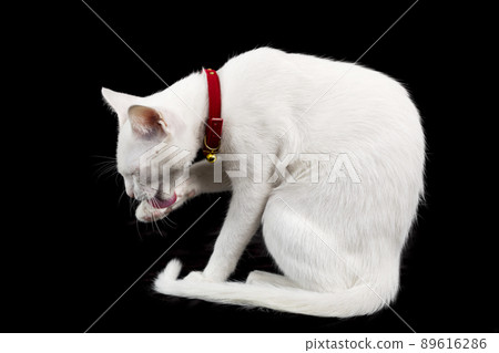 beautiful and gorgeous white cat with red eye color on white background beautiful and gorgeous white cat with red eye color on white background 89616286