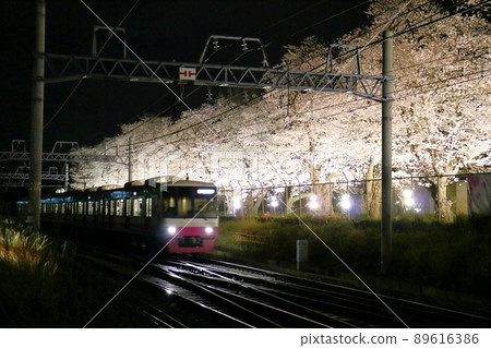 Illuminated cherry blossom trees near Kunugiyama Station on the Shin-Keisei Line, Kunugiyama, Kamagaya City, Chiba Prefecture 89616386