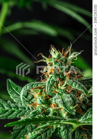 Flowering cannabis plant with white and yellow stigmas, with trichomes 89616500