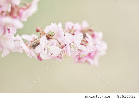 春天河津櫻花樹 春天河津櫻花樹 89616532