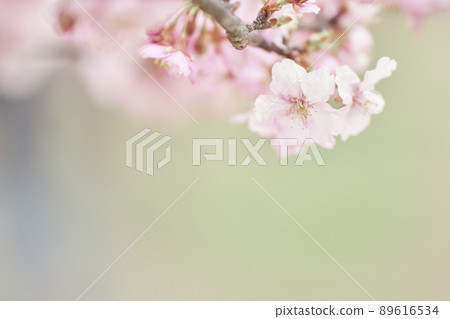 春天河津櫻花樹 89616534