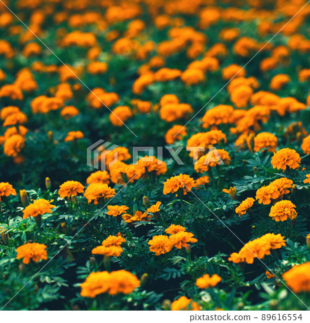 closeup of orange marigolds with green leaves in garden closeup of orange marigolds with green leaves in garden 89616554