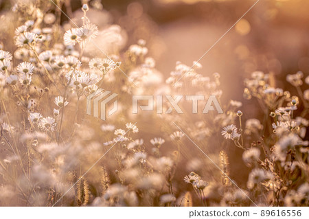 Autumn wild grass and flowers on a meadow Autumn wild grass and flowers on a meadow 89616556