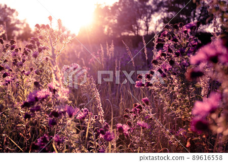 Autumn wild grass and flowers on a meadow 89616558