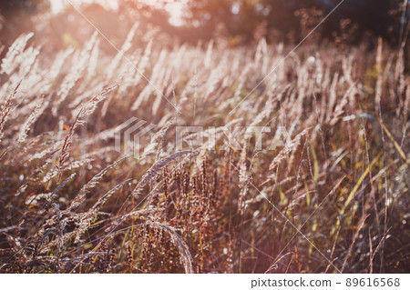 Autumn dry wild grass on a meadow Autumn dry wild grass on a meadow 89616568