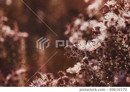 Autumn wild grass and flowers on a meadow Autumn wild grass and flowers on a meadow 89616570