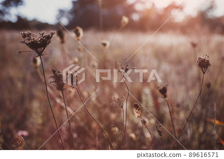 Selective focused autumn wild grass on a meadow Selective focused autumn wild grass on a meadow 89616571