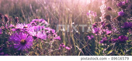 Seasonal sale website banner with wild grass on a meadow Seasonal sale website banner with wild grass on a meadow 89616579