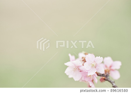 Spring Kawazu cherry tree Spring Kawazu cherry tree 89616580