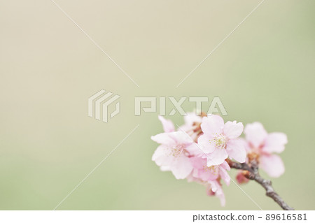 Spring Kawazu cherry tree Spring Kawazu cherry tree 89616581