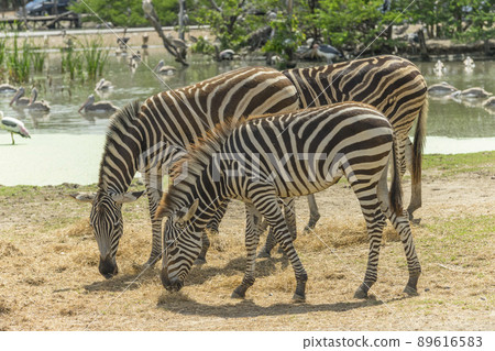Zebra picking green grass at the zoo. Zebra picking green grass at the zoo. 89616583