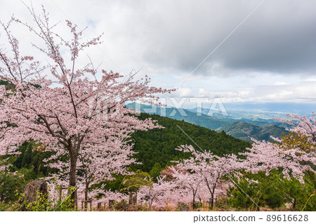 Nara Yoshinoyama, Oku Senbon, cherry blossoms in full bloom on the approach to Kinpu Shrine Nara Yoshinoyama, Oku Senbon, cherry blossoms in full bloom on the approach to Kinpu Shrine 89616628
