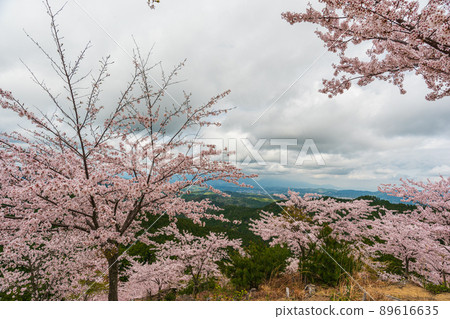 Nara Yoshinoyama, Oku Senbon, cherry blossoms in full bloom on the approach to Kinpu Shrine Nara Yoshinoyama, Oku Senbon, cherry blossoms in full bloom on the approach to Kinpu Shrine 89616635