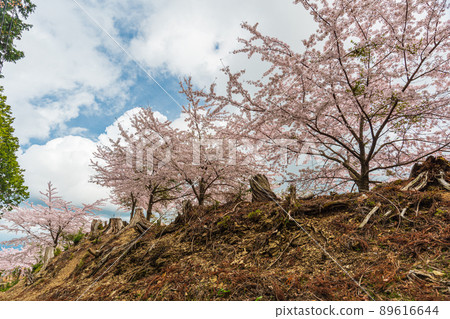 Nara Yoshinoyama, Oku Senbon, cherry blossoms in full bloom on the approach to Kinpu Shrine Nara Yoshinoyama, Oku Senbon, cherry blossoms in full bloom on the approach to Kinpu Shrine 89616644