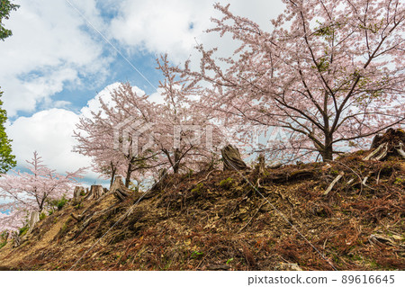 Nara Yoshinoyama, Oku Senbon, cherry blossoms in full bloom on the approach to Kinpu Shrine Nara Yoshinoyama, Oku Senbon, cherry blossoms in full bloom on the approach to Kinpu Shrine 89616645
