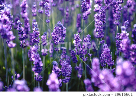 Blooming purple Lavender flower field at summer sunset rays 89616661