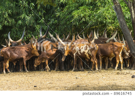 Flock of watusi in a zoo 89616745